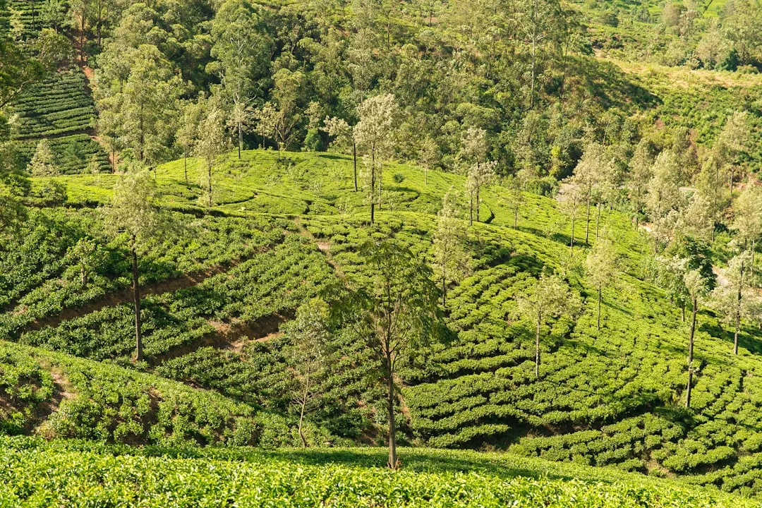 Cout de la vie a Colombo en 2026 : budget detaille pour expatries